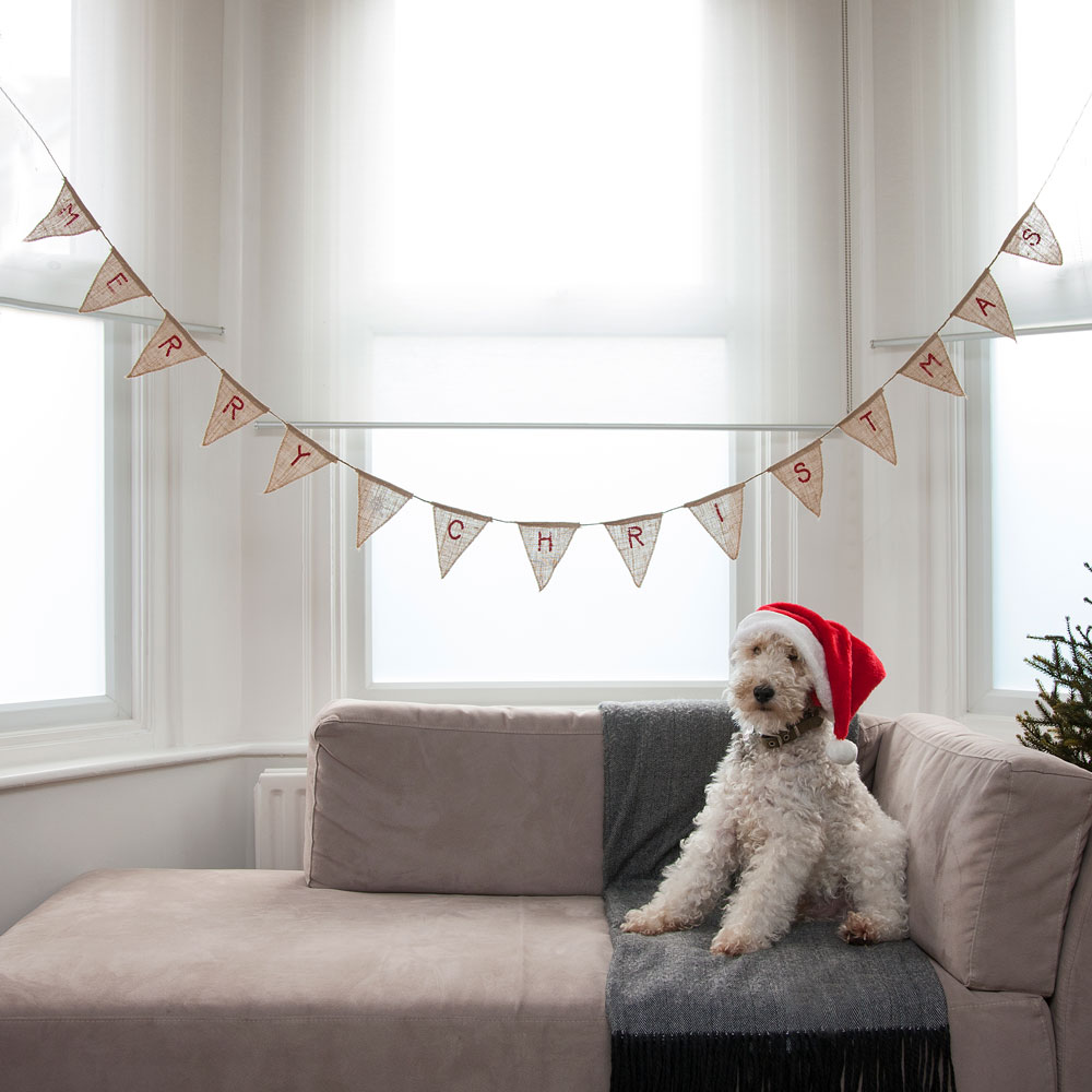 Alt Text: A dog is sitting on a sofa while wearing a red Santa hat. There is a banner that says, “Merry Christmas” hanging in front of three windows. 